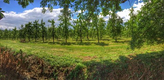 cider apple orchard